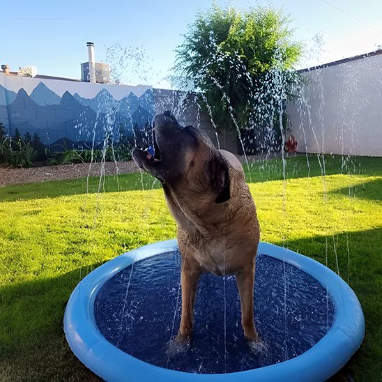 AquaDog un chien beige joue dans une piscine pour chien