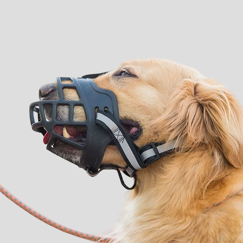 muselière chien