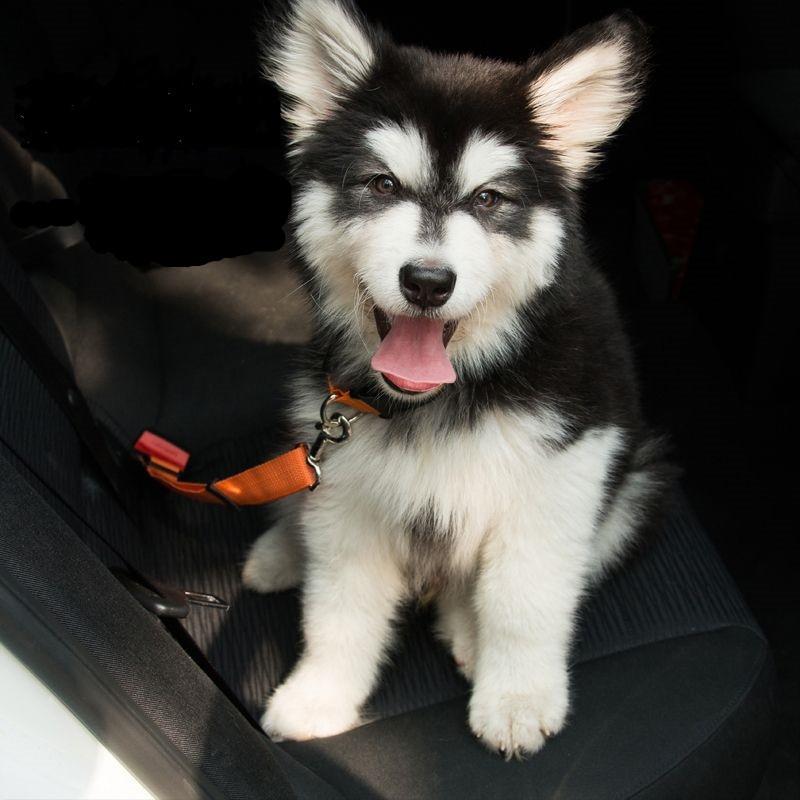 Chien attaché avec une ceinture de sécurité pour chien sur le siège arrière d’une voiture