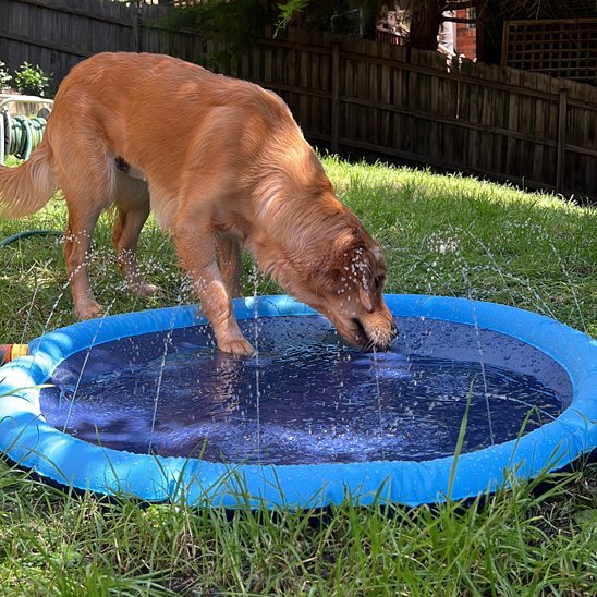 AquaDog un chien beige se boit dans une piscine pour chien