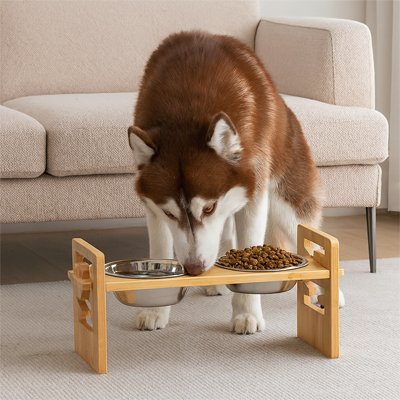 DigestConfort un chien blanc et brun mange dans une gamelle chien sureleve