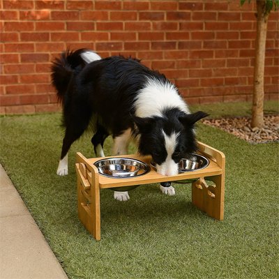 DigestConfort un chien blanc et noir mange dans une gamelle chien sureleve