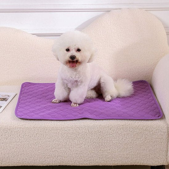 DryDog Pad un chien blanc est assis sur le tapis absorbant chien mauve