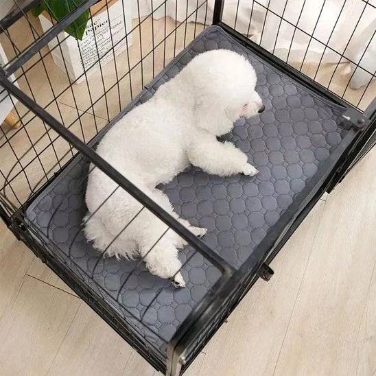 DryDog Pad un chien blanc est coucher sur le tapis absorbant chien gris