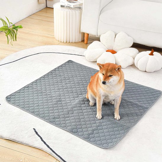 DryDog Pad un chien blanc et beige est assis sur le tapis absorbant chien gris