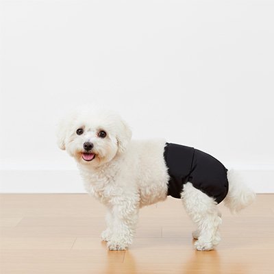 Dry&Go un chien blanc qui porte une couche pour chien noir