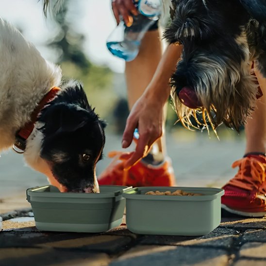 DuraPro un chien blanc et noir mange dans la gamelle pour chien verte