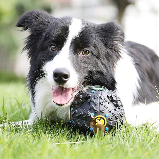 Duraballe jouet pour chien avec un chien blanc et noir
