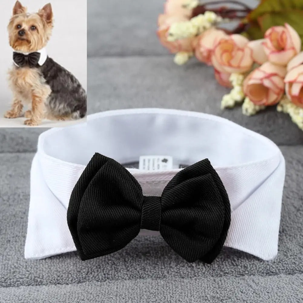 Gentleman noeud papillon chien un noir depose sur une serviette grise