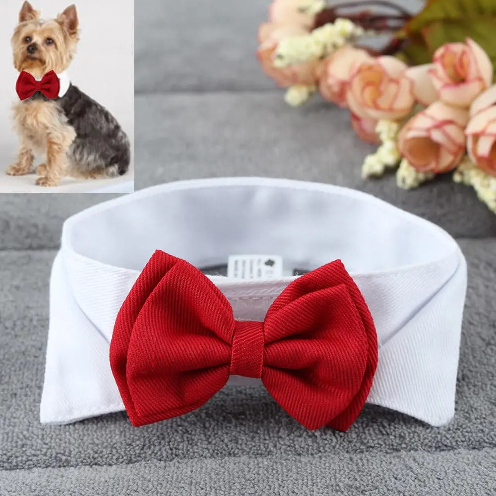 Gentleman noeud papillon chien un noir depose sur une serviette grise