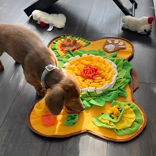 IntelliFouille chien brun qui mange des croquettes dans un tapis de fouille multicolore motif fleur au centre