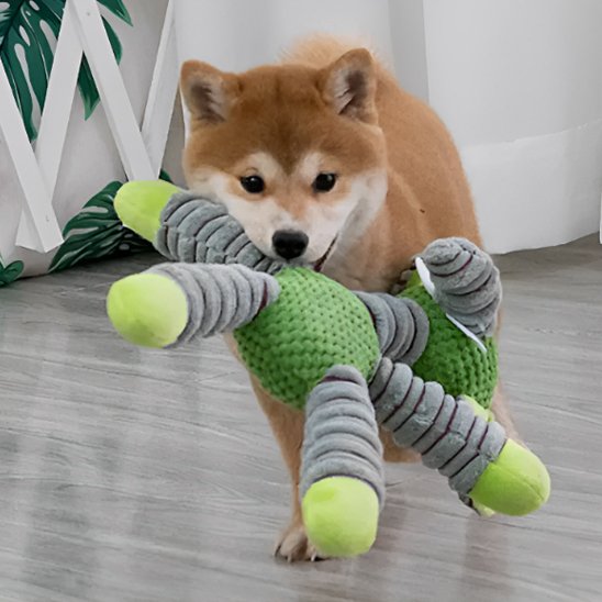 Mordillou un chien beige avec une peluche pour chien vert