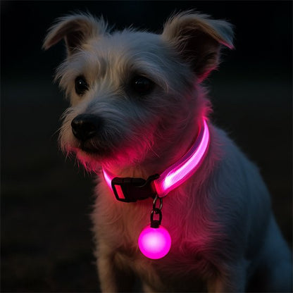 NightSafe collier lumineux rose sur un chien blanc