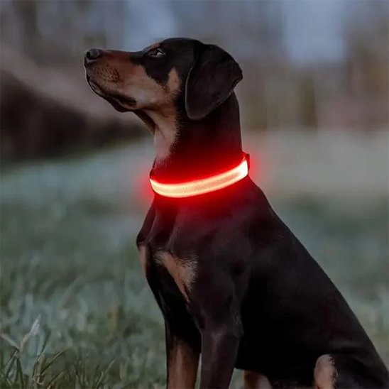 NightSafe collier lumineux rouge sur un chien noir et brun