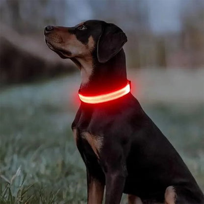 NightSafe collier lumineux rouge sur un chien noir et brun