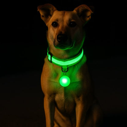 NightSafe collier lumineux vert sur un chien couleur caramel
