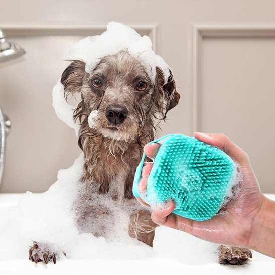 PoilNet une femme lave un chien gris avec la brosse pour chien bleu