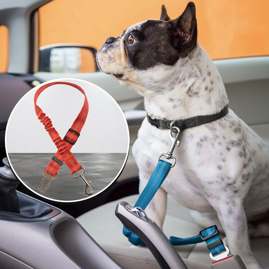 SafeDrive ceinture chien voiture bleu pale attacher sur un chien blanc et noir