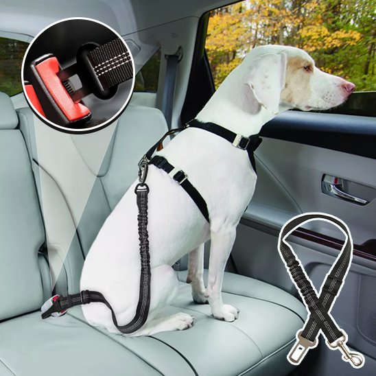 SafeDrive ceinture chien voiture noir attacher sur un chien blanc vu rapprocher de l'attache