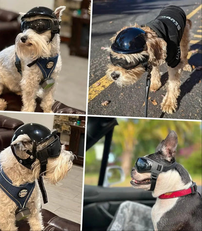 SafetyRide quatre petits chiens différents portant chacun un casque de moto et des lunettes