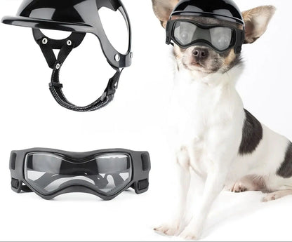 SafetyRide un petit chien qui porte un casque de moto et des lunettes noirs