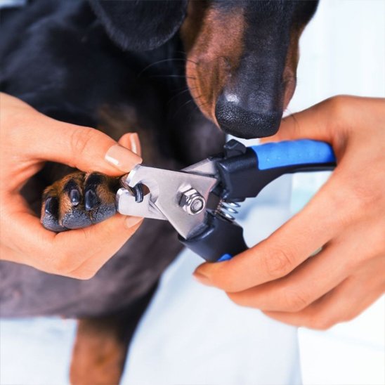 SecurCut une femme coupe les griffes de son chien noir avec le coupe griffe chien bleu