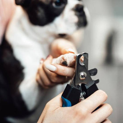 SecurCut une femme coupe les griffes de son chien noir et blanc avec le coupe griffe chien bleu