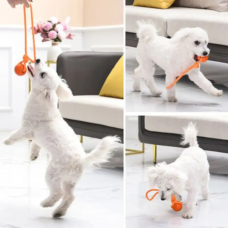 Superball un chien blanc joue avec une balle pour chien orange
