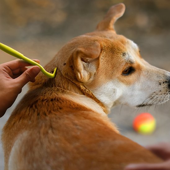 TicSafe une personne enleve une tique du cou d'un chien beige