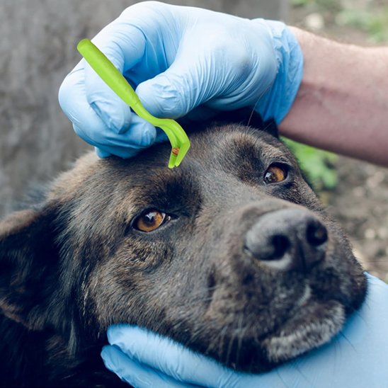 TicSafe une personne enleve une tique sur la d'un chien noir