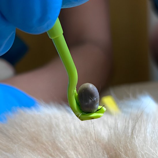 TicSafe une tique vu de proche sur une pince a tique verte