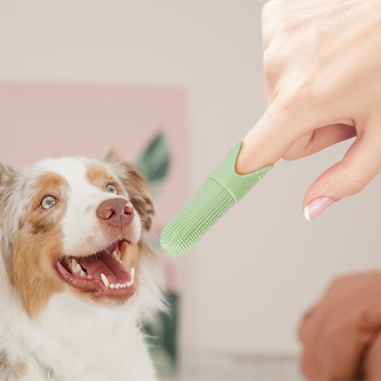 UltraFresh brosse a dent chien sur le doigt d'une femme devant son chien
