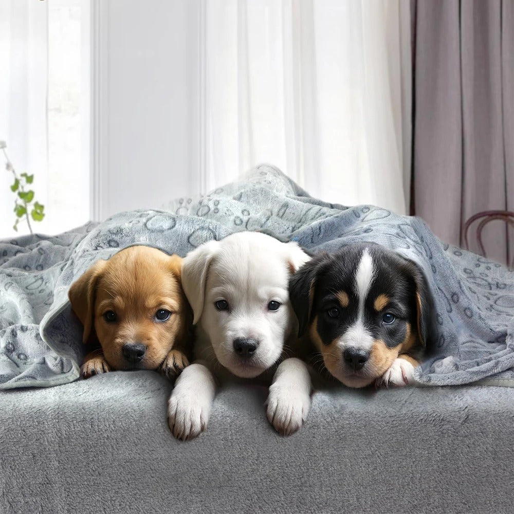 Velours Canin trois chiots un beige une blanc un tricolore coucher sous une couverture chien bleu