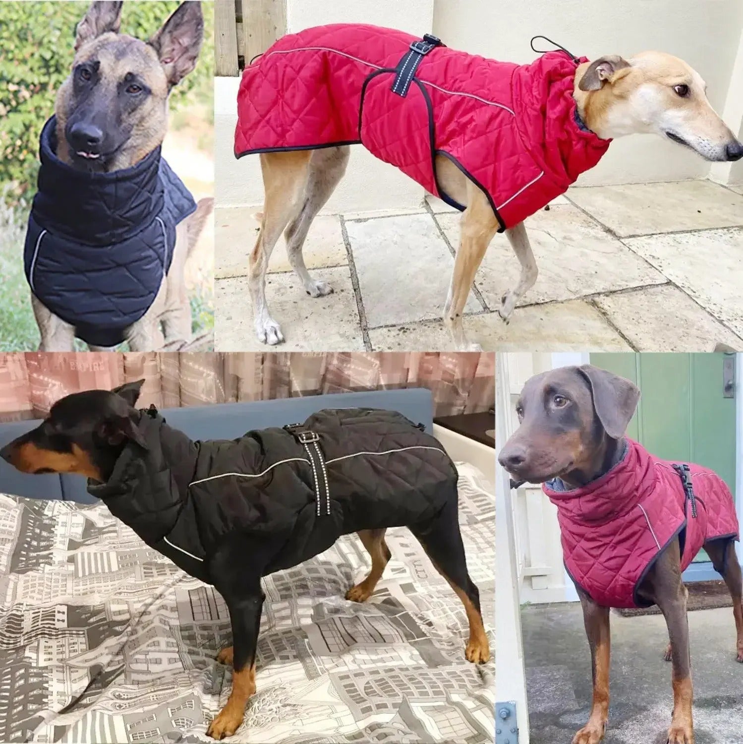 duveto confort manteau rouge et noir sur le dos de quatre chiens de grandeur différente