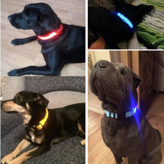 LedCollar™ - Collier à LED rechargeable pour chien - Action Canin